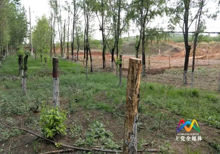 警告丨这些处理决定告诉你树木岂能乱砍滥伐