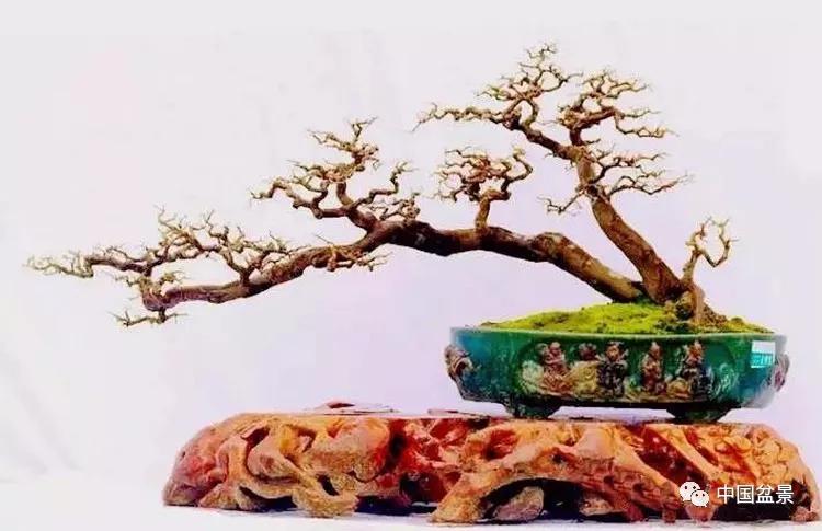 盆景人谈论盆景盆艺功夫在盆外