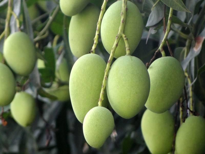 这种水果被当成绿化树种植,即使熟了也没人摘_扁桃