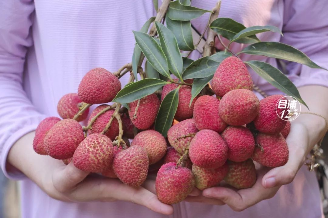 骄阳下,手捧红荔枝,那叫一个爽!