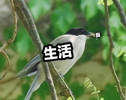 前方高能一大波動物表情包企圖刷屏你的票圈