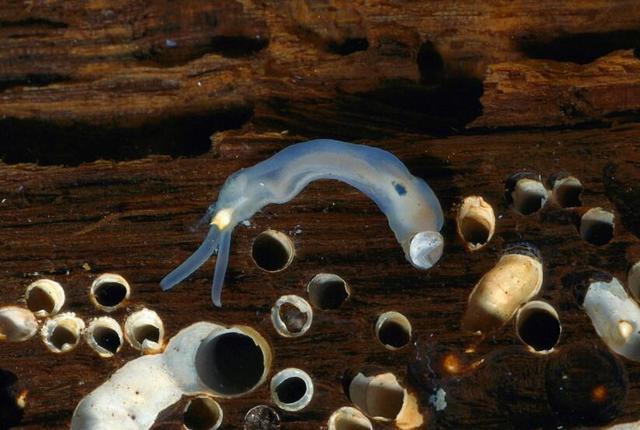 它是贝类,极致的丑陋却有着极致的鲜美,敢吃的人:勇士!