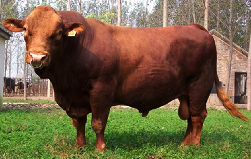 利木赞牛详细介绍