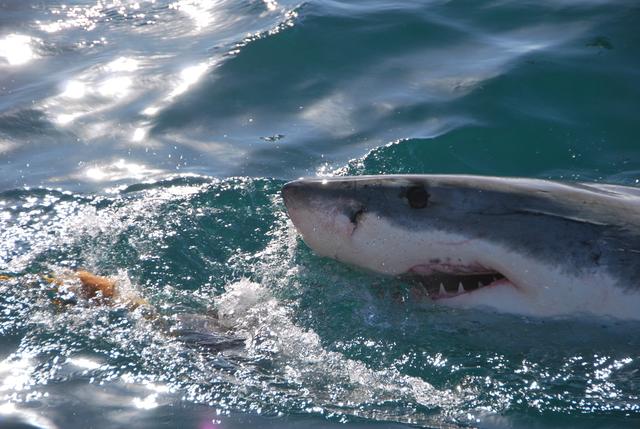 原创不挑食的虎鲨吃得了鲸鱼吞得下垃圾连陆地鸟类都是舌尖美味
