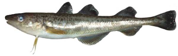 Navaga Fish 全世界有700多种鳕鱼,你知道常见的该如何分辨么?_英国