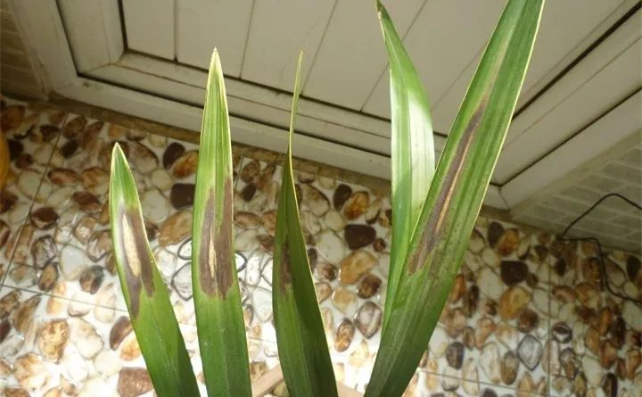 晒伤↓ 兰花喜欢光照柔和的环境,夏天不能被阳光直晒,不然叶片容易焦