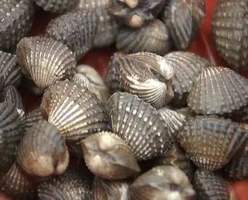 舌尖宁德大自然最丰饶的馈赠二都蚶