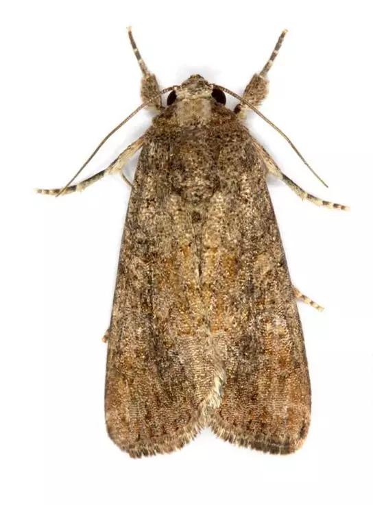 幺蛾子上央视防治要重视南方多地已遭殃六七月份将到东北