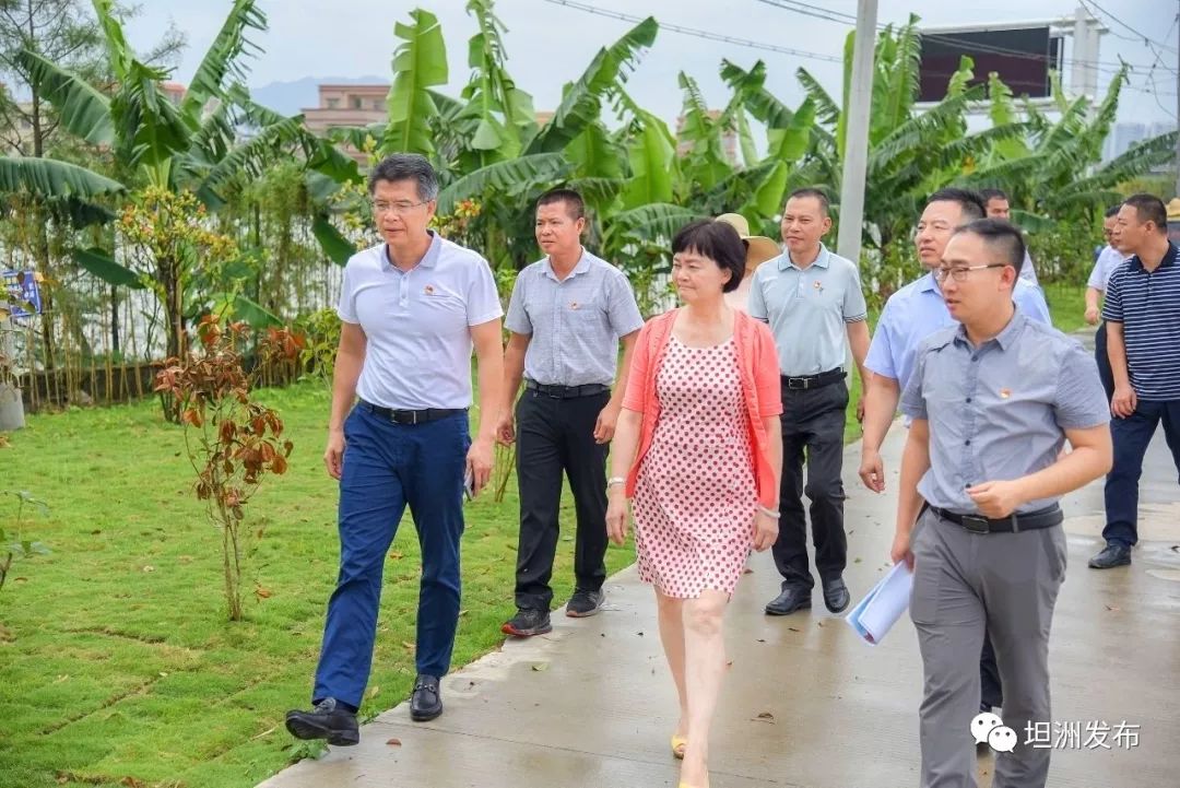 到坦洲镇新合村调研,坦洲镇党委书记邝伟东,镇党委副书记,镇长陈晖东