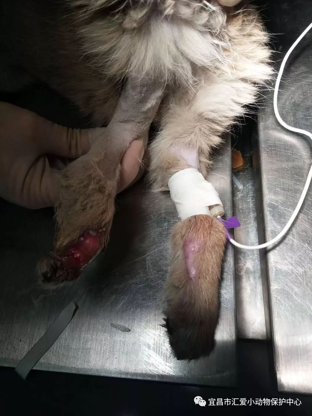 众筹十万火急2019年上半年部分救助狗狗医疗募捐