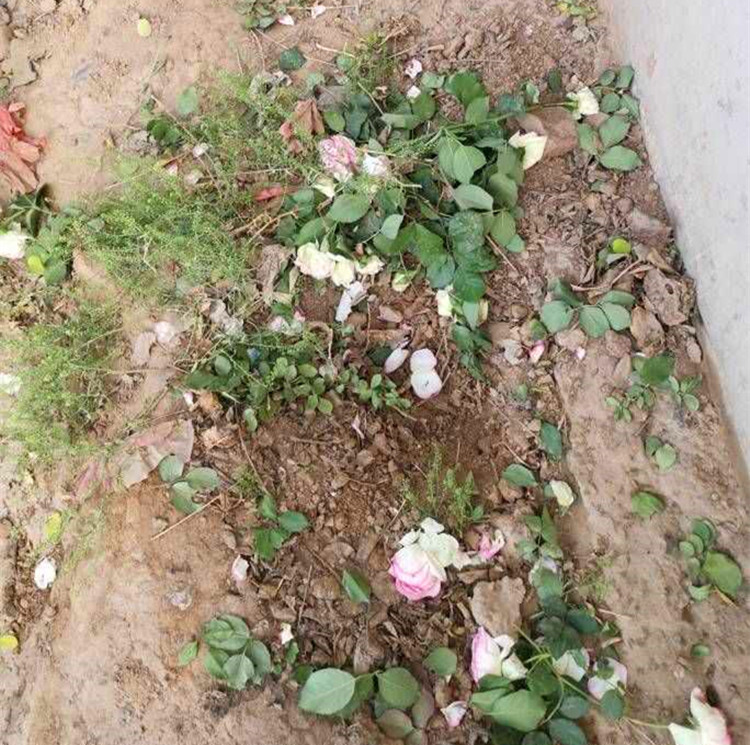 这位花友的12棵月季被偷,养了好几年,心疼的半夜睡不着!