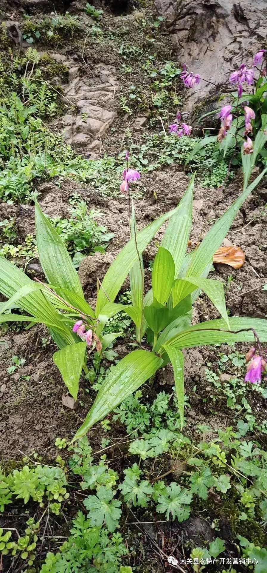 白芨是什么样子图片图片