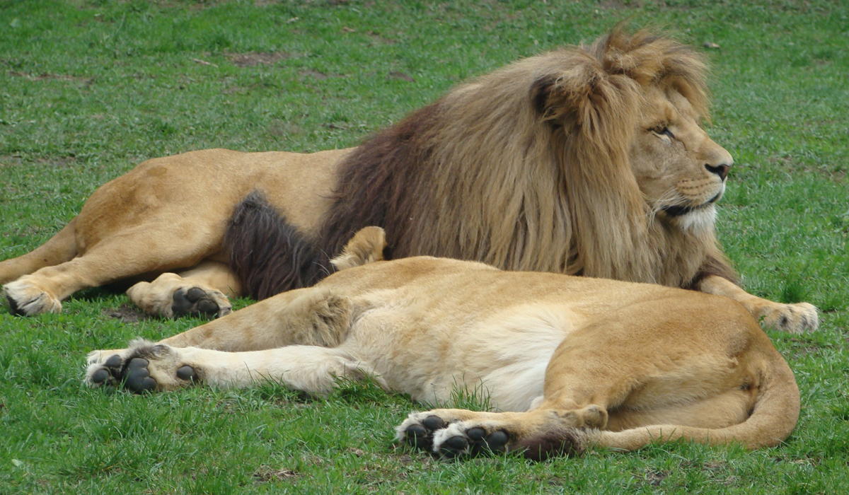 在现存6个狮子亚种里面有哪些战斗力是在孟加拉虎之上的