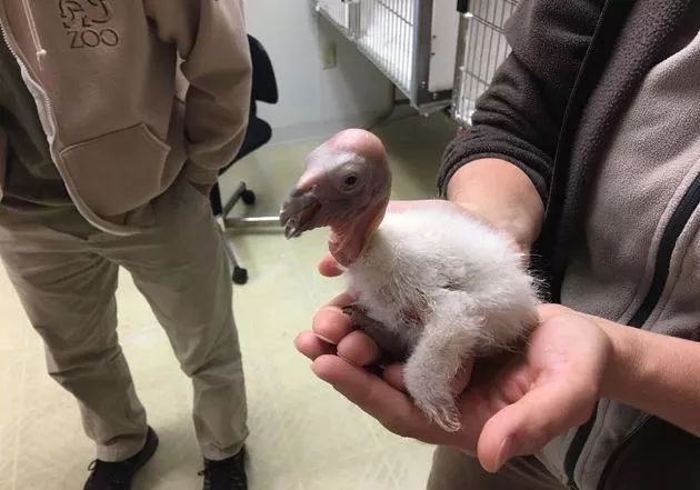 加州动物园借新技术养育秃鹰幼崽