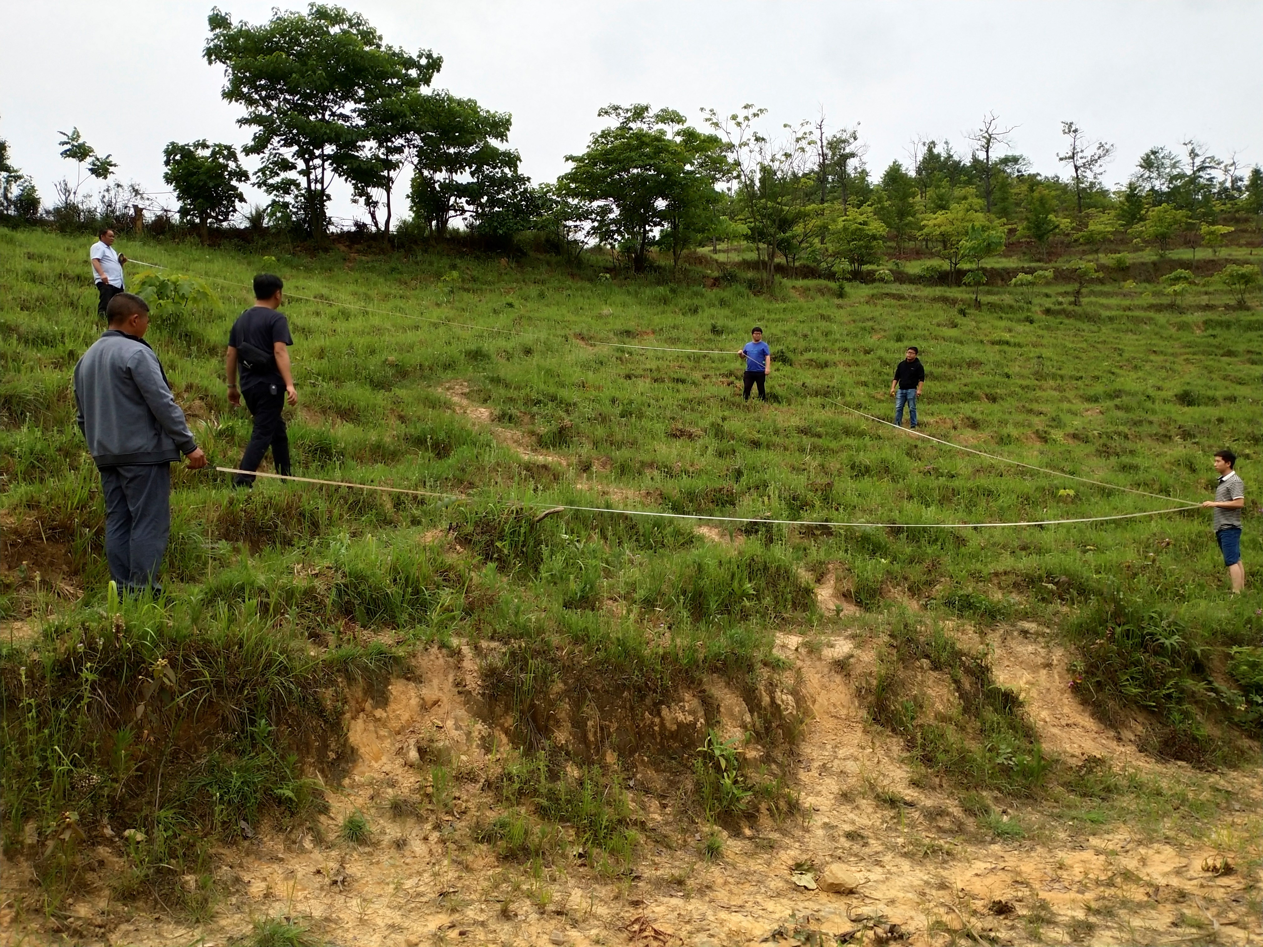 文山砂仁种植基地图片