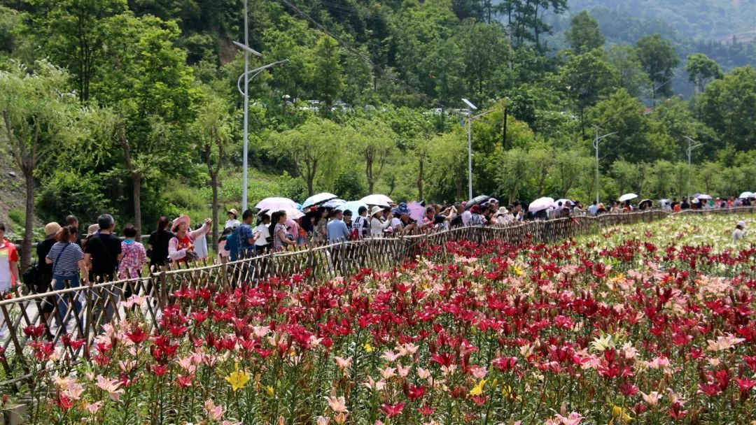 預告饒峰驛站邀您端午佳節賞最美百合花海