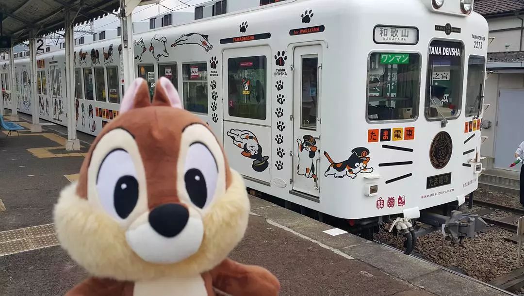 一票难求日本猫咪列车走红网络网友表示羡慕哭了