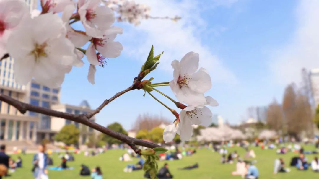 毕业倒计时30天小猫咪烤猪蹄舍不得复旦的30条理由
