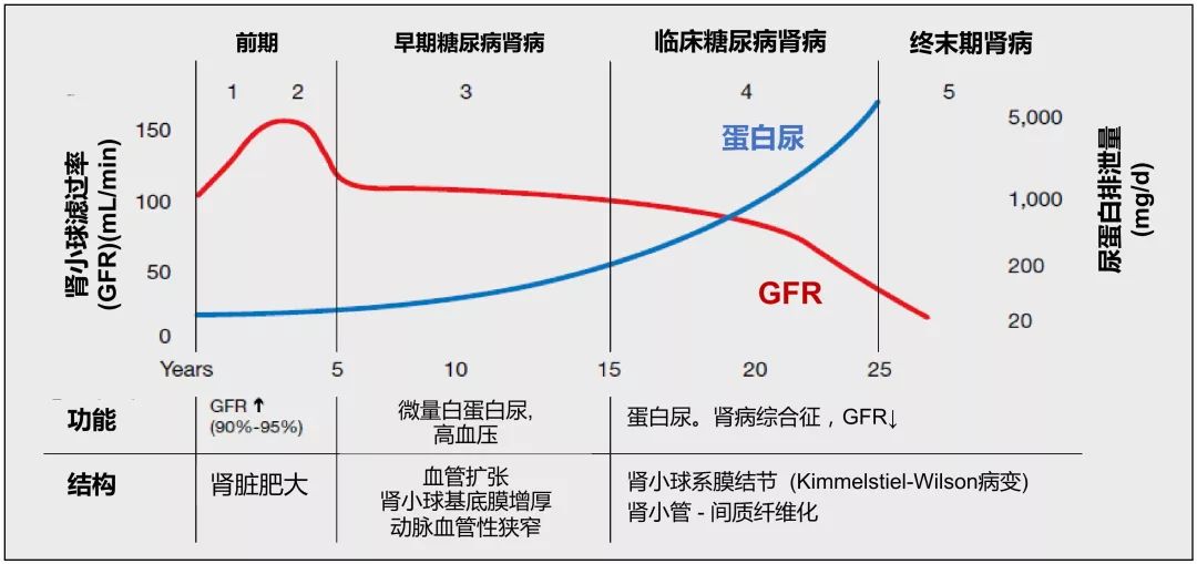 上以持續性白蛋白尿和(或)腎小球濾過率(gfr)進行性下降為主要特徵,可