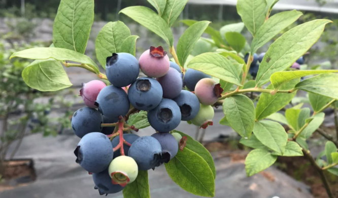 金堂土桥蓝莓免费送鲜果任性采想吃蓝莓的赶紧啦