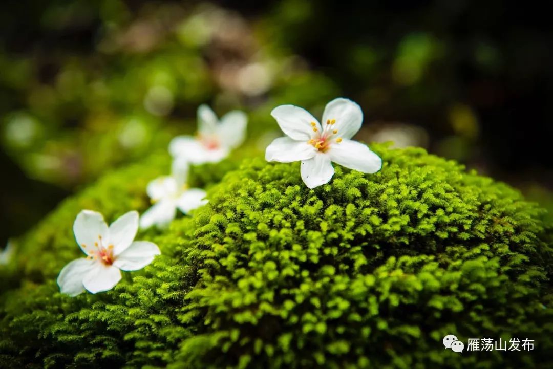 5月樂清這裡竟然下雪了好美