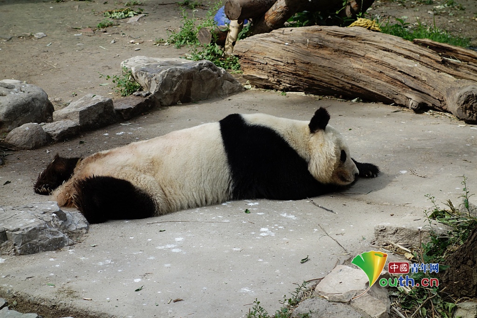 熊猫趴地表情包图片