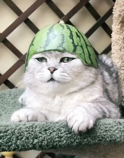 当主人沙雕后猫的生活会有怎样的影响?