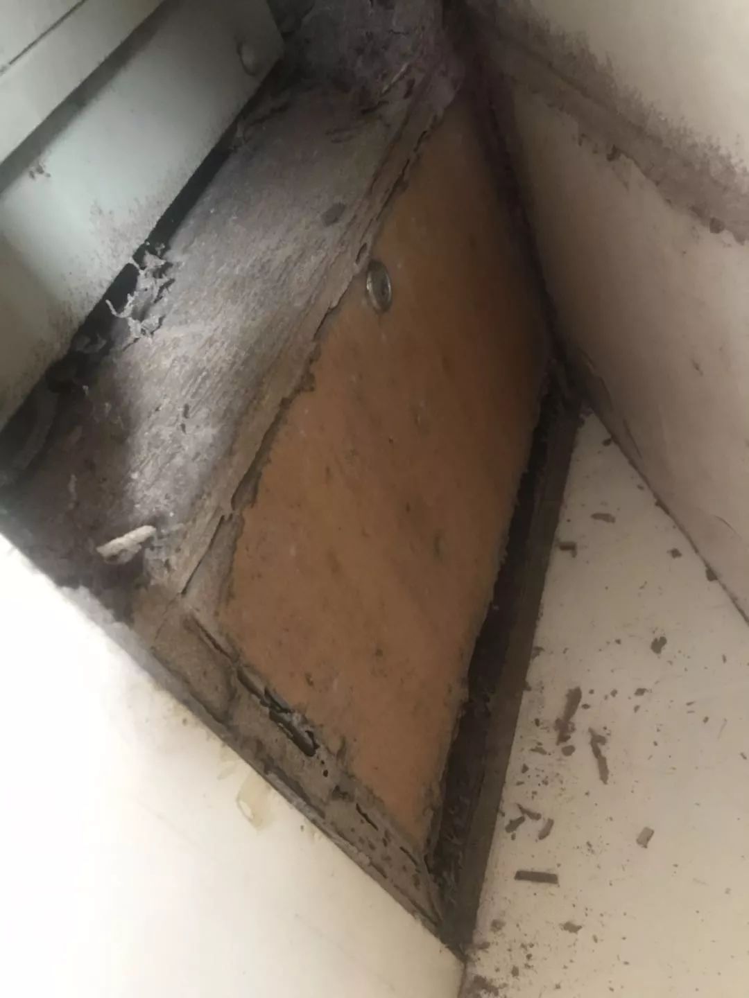 白蚁出没请注意白蚁防治专家在这里