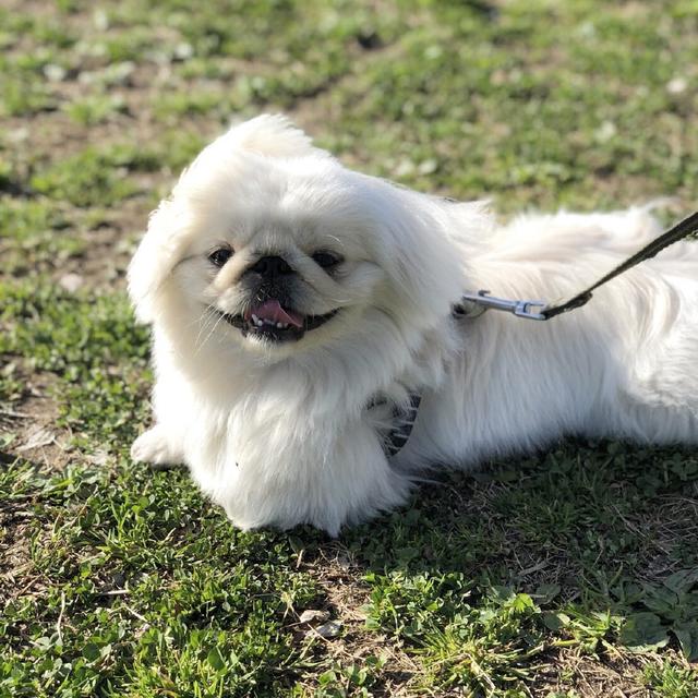 说到哈巴狗,其实这个称呼并不是京巴专用的,巴哥犬的外号也是哈巴狗.