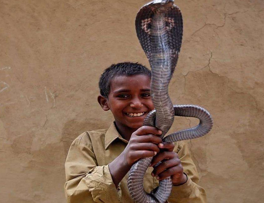 印度耍蛇图片