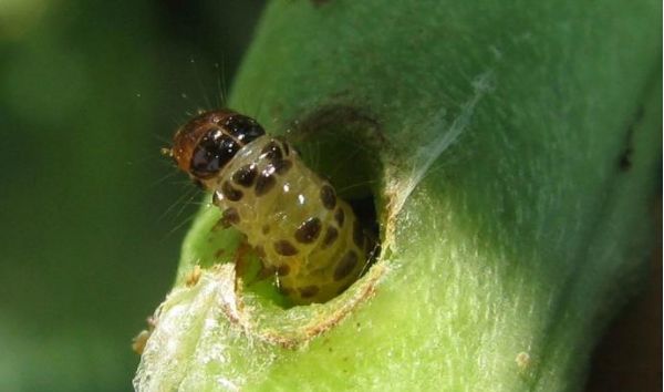 原创四季豆豆荚螟难防治?用好3个防治措施,轻松防好虫害