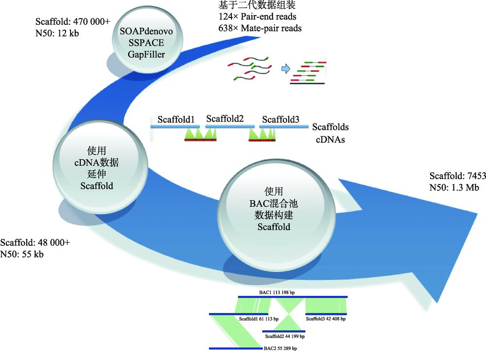 综述一文读懂复杂基因组测序技术