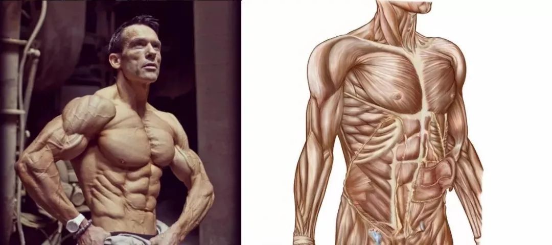 48岁大叔的拉丝肌肉,堪称行走的"人体标本"