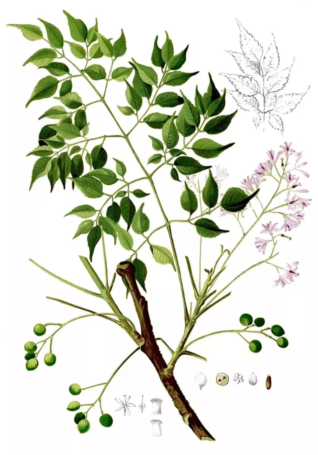 【知识课堂】楝花开后风光好,梅子黄时雨意浓