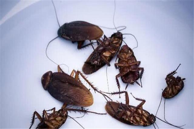 蟑螂常常光顾厨房令人头大教你用一片土豆把蟑螂彻底消灭