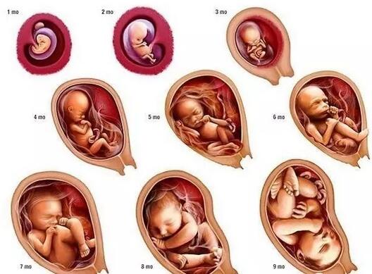怀孕后,7~9个月是胎儿长的最快的月份,胎儿的身高和体重都会迅速增长