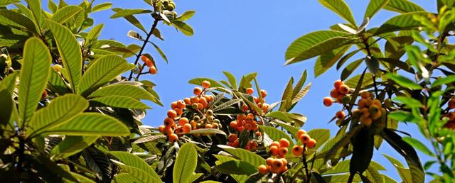枇杷正甜时旺苍这里的枇杷也太太太好吃了吧