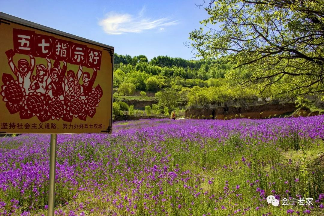 相约会宁五七农场鼠尾花开遍地香林下啤酒烧烤节六一齐欢乐