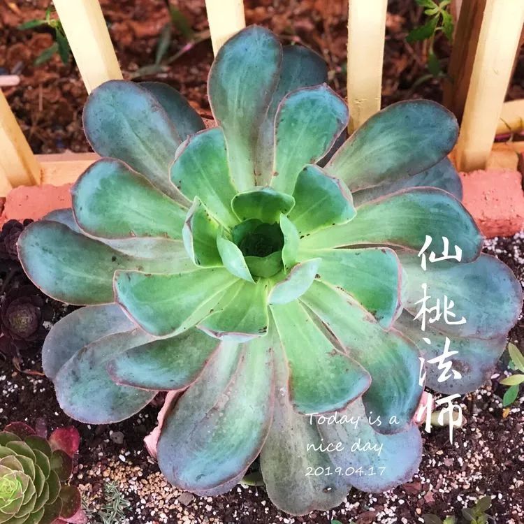 法师品种大全合集这份魅力你们能挡么