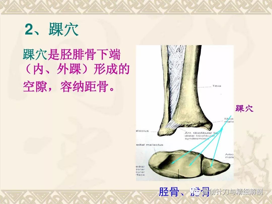 踝足部精細解剖