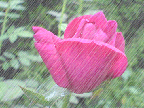 聆听美文落雨听禅