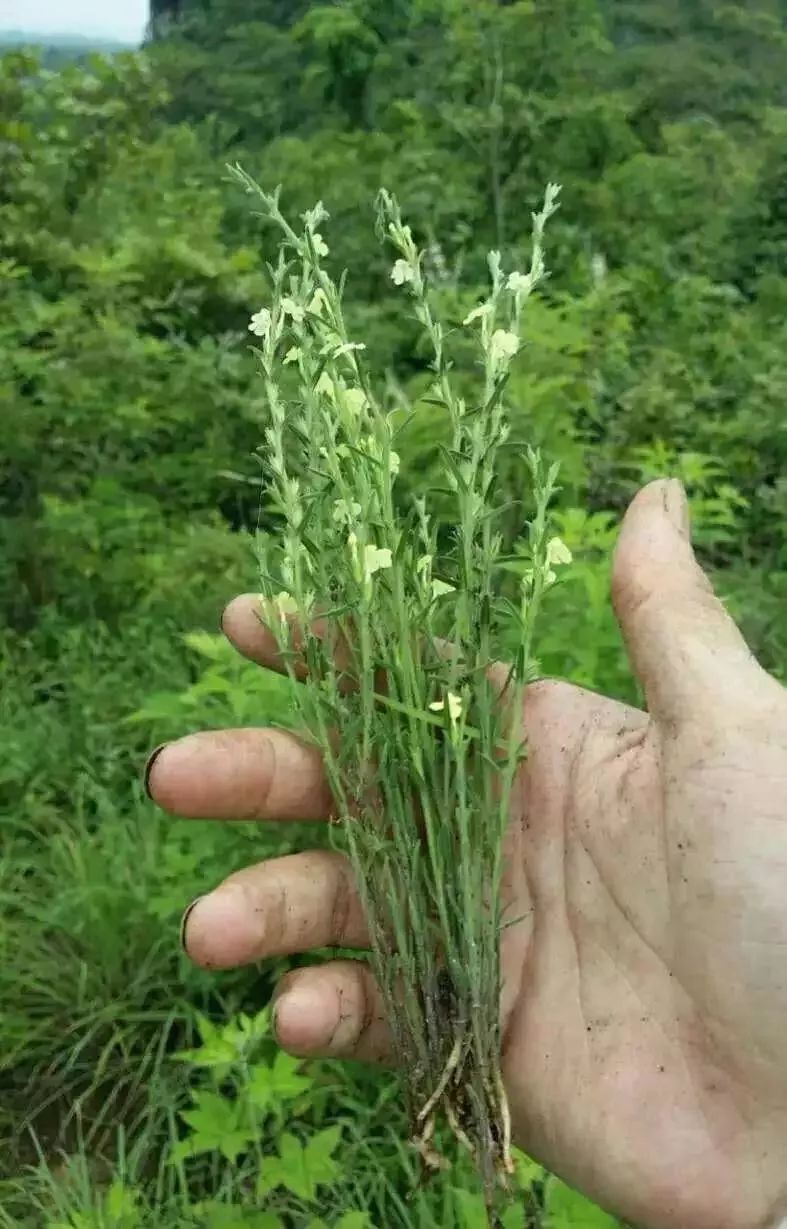 一个熟手老农一天只能采十几根而且它只在七八月份出现独脚金也越来越