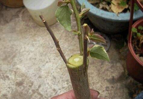 我们常用的桃树种植办法有四种,播种繁殖,嫁接,扦插和压条繁殖