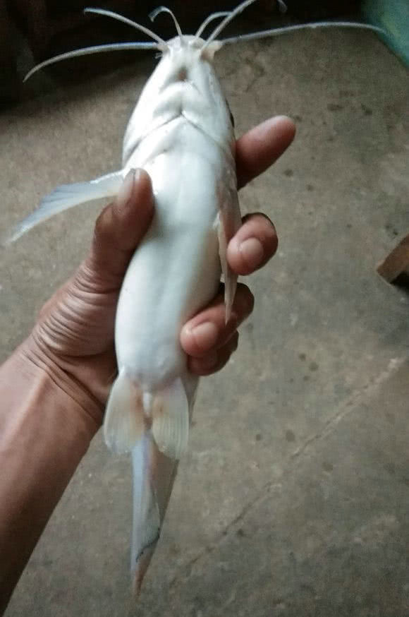 四川地区现大量白骨鱼许多人钓获入侵物种