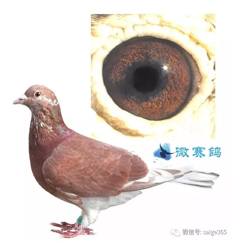 经验见过那么多西翁但是您真的了解西翁吗