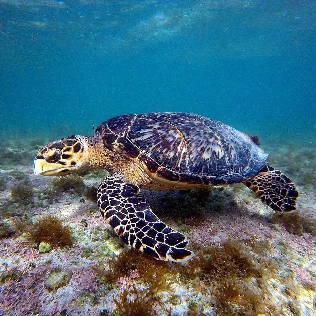 世界海龟日丨这个节日海龟宝宝们有话要说