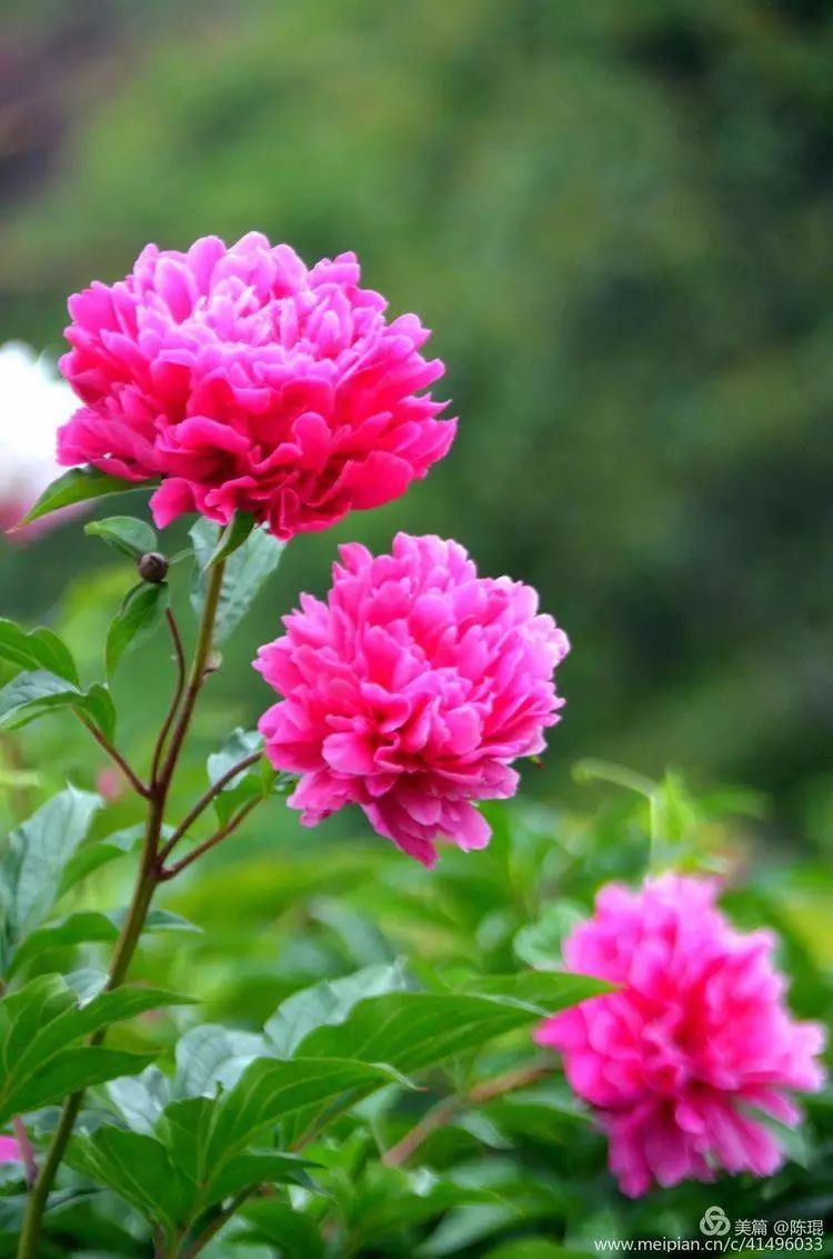 【美拍欣赏】唯有牡丹真国色,花开时节动京城_品种