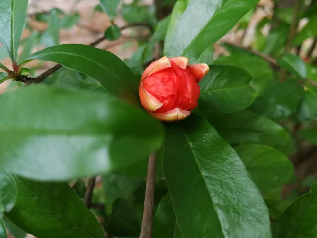 湘潭花事 万紫千红芳菲尽,唯独石榴花欲燃