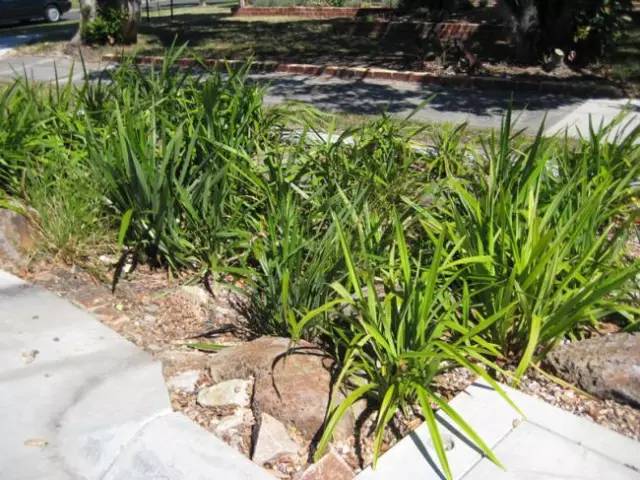 这个生物滞留池有多功能用途,减少污染物,减少洪涝,加强街道景观.