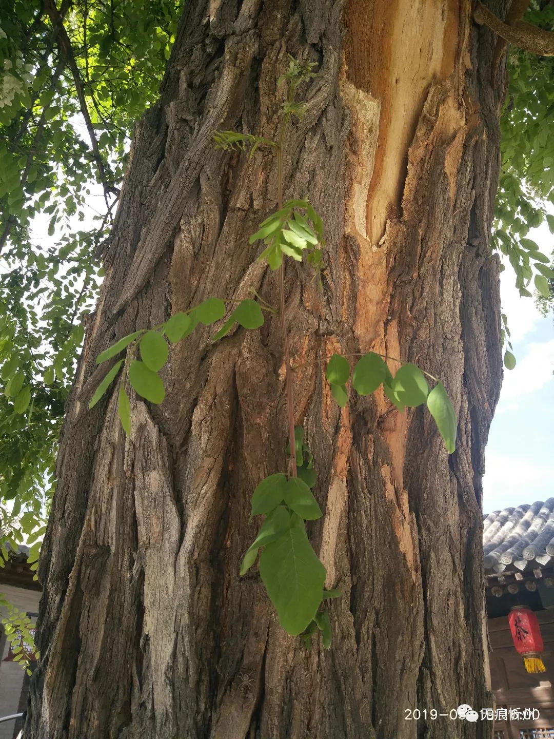 圖為逯家莊大槐樹(國槐)關於國槐的更多內容請點擊:家鄉的槐樹